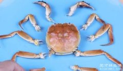 螃蟹哪些部位不能吃图解，螃蟹的正确吃法详解