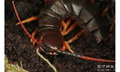世界上最毒的蜈蚣，加拉帕格斯巨人蜈蚣体长达到40多厘米