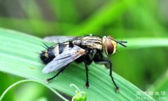 四害是指哪4种动物，苍蝇是四害之一(身上有着很多的细菌)