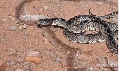 王蛇为什么不怕毒蛇，因为王蛇是会对自己同类的毒液免疫