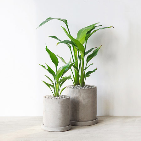屿路琴叶绿植盆栽