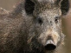 野猪是保护动物吗，是国家二级保护动物(也是三有保护动物)