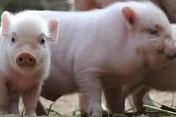 猪能活多久的寿命，平均寿命可有20年/野猪50年/家猪3到5年