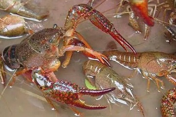 小龙虾吃什么东西才能养活，人工养殖用米糠等青饲料(杂食)