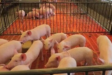 养猪的利润与成本和有什么风险，成本复杂投入多防猪群疾病