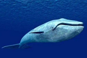 世界上最大的动物 蓝鲸全球最大（心脏大小堪比轿车）