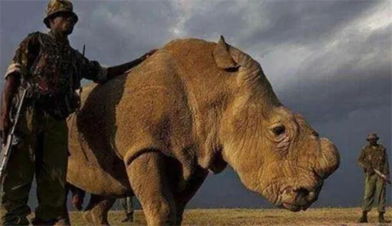 全球仅剩一只的动物，北方白犀牛(除大象外最大的哺乳动物)