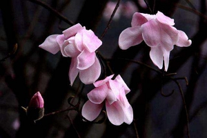 辛夷花是指什么花 紫玉兰花的花蕾（治疗风寒有奇效）