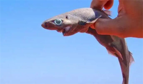 世界上最小的鲨鱼，硬背侏儒鲨(长度像一根筷子不超过30CM)
