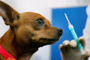 其实大部分人不用打狂犬疫苗，6种情况可不打(不接触动物)