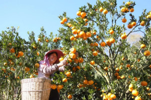 橘子丰收是什么季节，9-11月份的秋季(秋天吃什么水果)