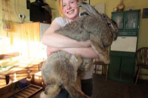 世界上最凶狠的兔子，杀手兔/肿瘤兔等4种兔子让人害怕