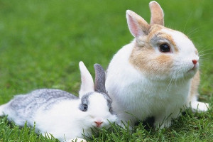 兔子几个月大就可以繁殖小兔子，六个月大繁殖最好最健康