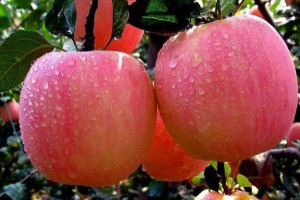 含硒第一名的水果，苹果/桑葚/石榴/杏仁可以增强免疫力