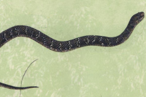 黑水蛇有毒吗，无毒/一般通过身体缠绕让猎物窒息而死