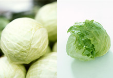 圆生菜和圆白菜的区别图片 分分钟教你学会分辨