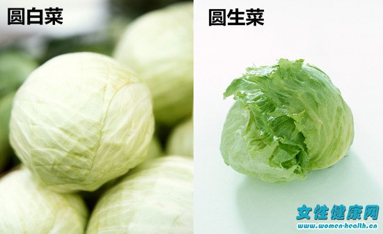 圆生菜和圆白菜的区别图片 分分钟教你学会分辨