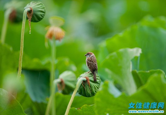 莲蓬是荷花的什么部位 新鲜莲蓬怎么保存