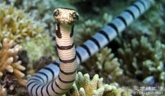 世界十大毒蛇 贝尔彻海蛇毒性最强但危险不是最高