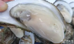 牡蛎的功效与作用，保健壮阳及调养身体(图片)