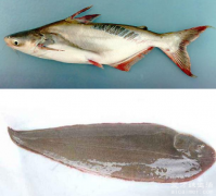 龙利鱼和巴沙鱼的区别是一种鱼吗，不是一种鱼一个海产一个淡水