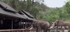 景区两只大象表演时突然打架，景区回应大象之间的正常游闹