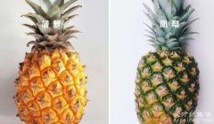凤梨和菠萝的区别 菠萝和凤梨是同一种水果吗（同一种水果叫法不同）