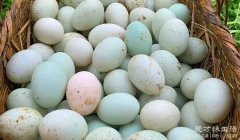 鸭蛋的营养价值及功效与作用 治疗肺热/咳嗽等疾病