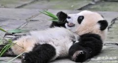 大熊猫为什么被视为中国的国宝？历史悠久且数量稀少的性情温和憨态可掬动物
