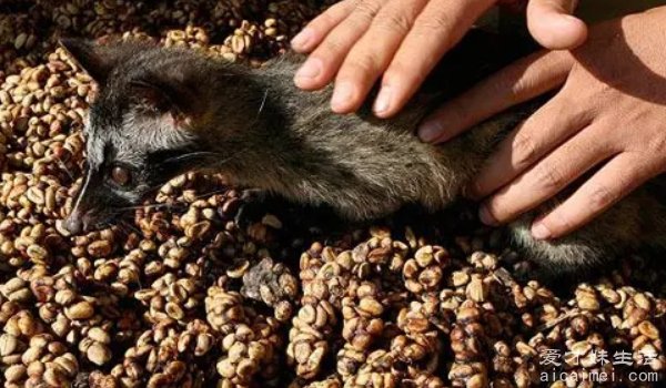 猫屎咖啡是怎么来的? 由印尼椰子猫的粪便作为咖啡原料