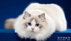 布偶猫的大概价格多少钱一只 宠物级布偶猫3000一只
