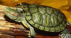 世界上智商最高的乌龟，来自美国的巴西龟可以陪你玩耍