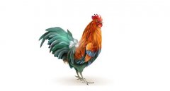 属鸡的今年多大了2022，周岁5、17、29、41、53、65、77、89、101岁