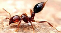 蜱虫的天敌是什么，红蚂蚁螳螂猎蝽寄生蜂线形虫等