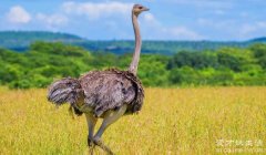 世界上最大的10种鸟 非洲鸵鸟体型最大(体重达150kg)