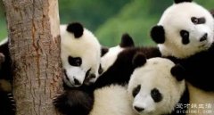 大熊猫的生活习性及生活在什么地方，每天一半吃饭一半睡觉