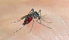 世界十大最毒蚊子 埃及伊蚊有登革热病毒(很难被治愈)
