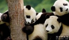 大熊猫吃什么吃肉吗 大熊猫吃竹鼠鸡肉