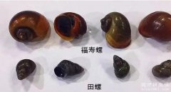 福寿螺和田螺的区别，外壳颜色、硬度、触角、个头等来区分