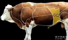 牛腩是牛身上的哪个部位图片 牛腹部靠近牛肋处的松软肌肉
