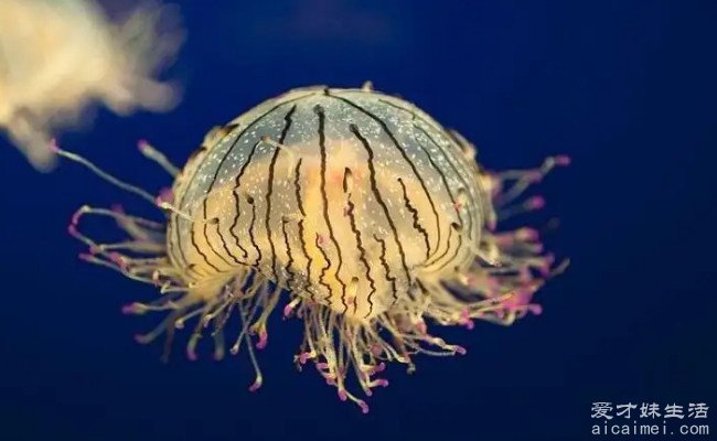 世界上最可怕的水母图片