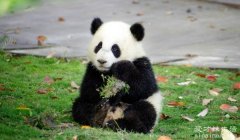 熊猫的特点和生活特征，熊猫眼黑眼圈(以竹子为主要食物)