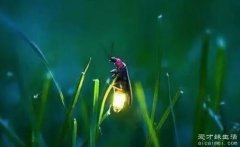 萤火虫为什么会发光，荧光素与氧气反应可指爱/亲情