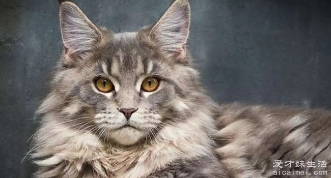 宠物猫的品种及价格，最贵的布偶猫十万元一只