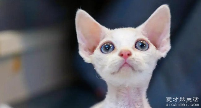 宠物猫的品种及价格，最贵的布偶猫十万元一只
