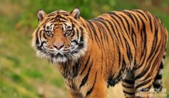 世界最小的老虎，苏门答腊虎(体重只有150斤)