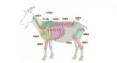 羊蝎子是羊身上的哪个部位，脊椎骨（肉少营养高汤鲜美）