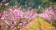 桃花是什么季节开的，每年的三四月份（最晚不迟一个月）