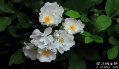 七宗罪对应的七种花，罂粟花在国内禁止养殖
