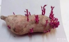 发芽的红薯能吃吗？可以吃但不好吃（附有毒红薯）